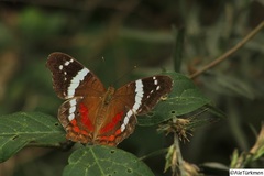 Anartia fatima colima