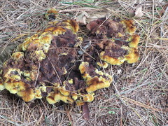 Phaeolus schweinitzii