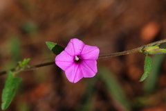 Ipomoea gracilisepala