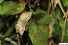 Burnsius oileus
