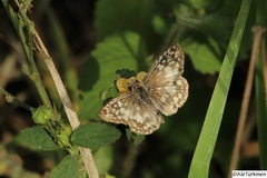 Burnsius oileus