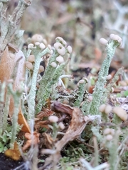 Cladonia botrytes
