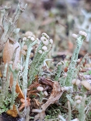 Cladonia botrytes