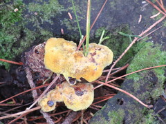 Phaeolus schweinitzii