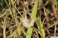Burnsius oileus
