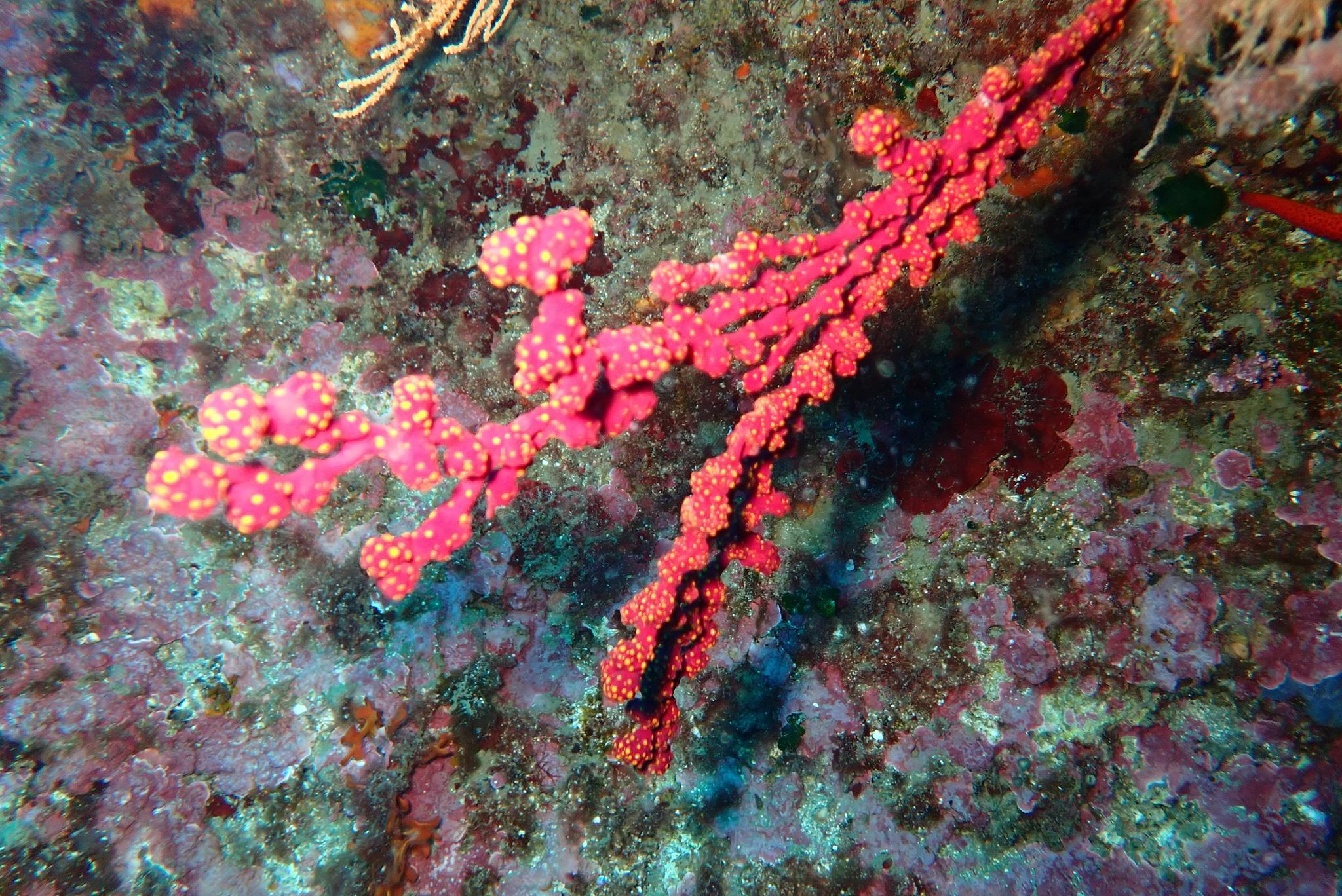 Alcyonium coralloides (Pallas, 1766)
