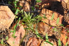 Ipomoea gracilisepala