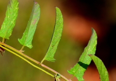 Ipomoea gracilisepala