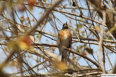 Turdus rufopalliatus