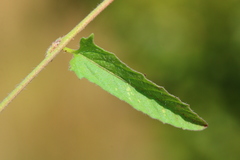 Ipomoea gracilisepala