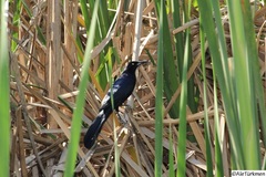 Quiscalus mexicanus