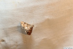Hymenia perspectalis
