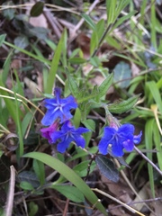 Aegonychon zollingeri
