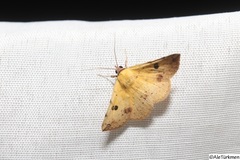 Hemeroplanis scopulepes