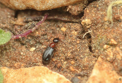 Microhoria