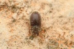 Stagetus