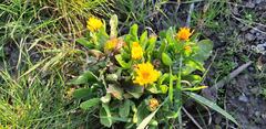 Calendula officinalis