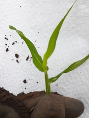 Urochloa panicoides