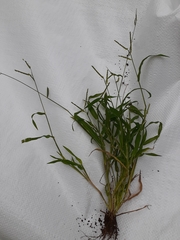 Urochloa panicoides