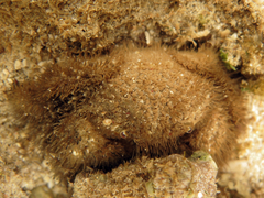 Pilumnus vespertilio