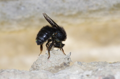 Megachile parietina