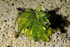 Siphonocladaceae