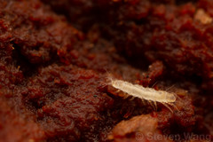 Pauropoda