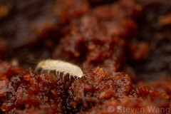 Pauropoda