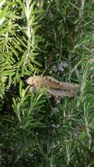 Anacridium aegyptium