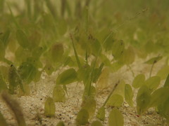 Halophila