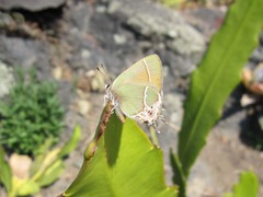 Callophrys xami
