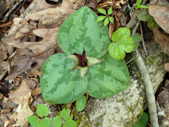 Trillium decumbens