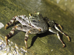 Grapsus tenuicrustatus