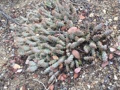 Opuntia basilaris brachyclada