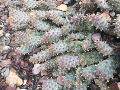 Opuntia basilaris brachyclada
