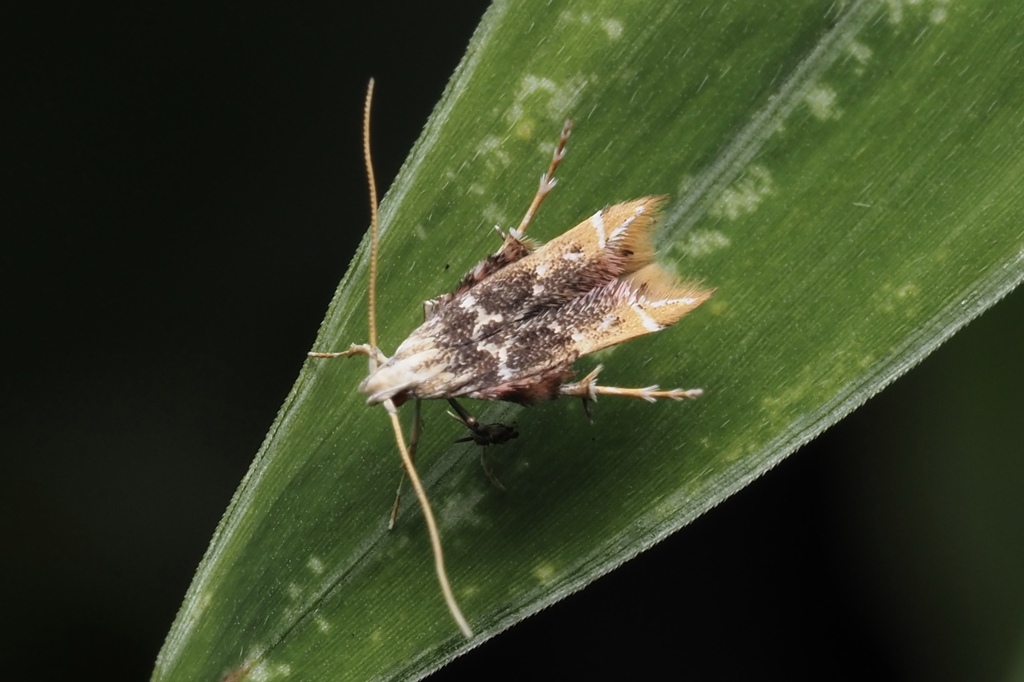 Ashibusa