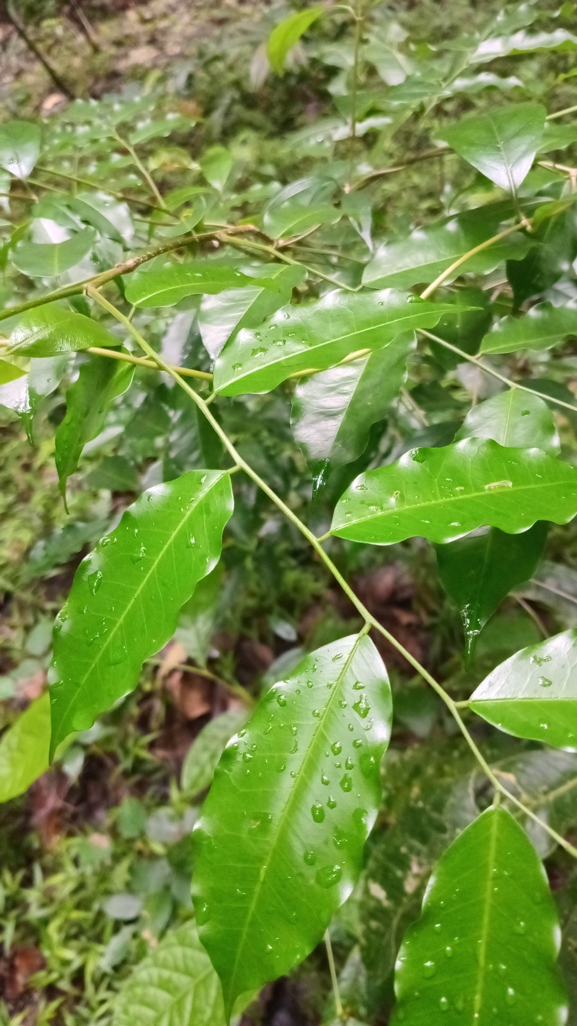 Bálsamo de Tolú