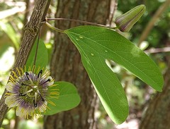 Passiflora standleyi