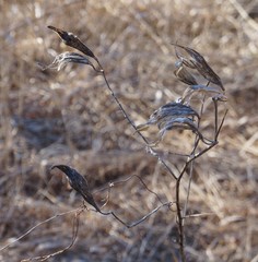 Asclepias incarnata incarnata