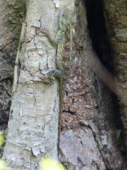 Acanthocercus atricollis