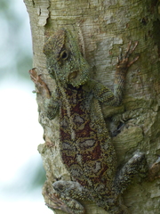 Acanthocercus atricollis