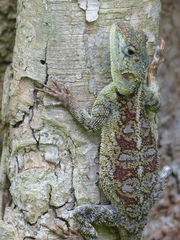 Acanthocercus atricollis
