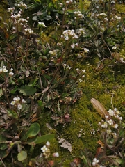 Capsella bursa-pastoris