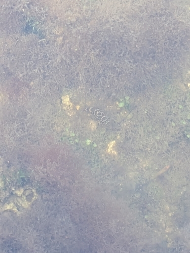 Sphoeroides testudineus