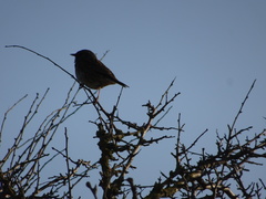 Prunella modularis modularis