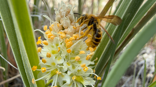 Death Camas Mining Bee photographed in Utah