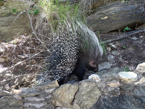 Cape Porcupine, Klein Windhoek, Windhoek, Namibia, photo 8 of 10
