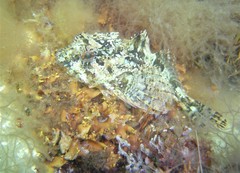 Taurulus bubalis
