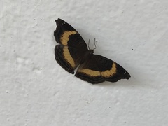 Eurytela dryope