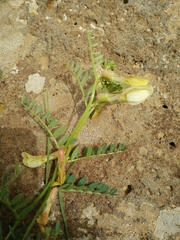 Vicia sericocarpa